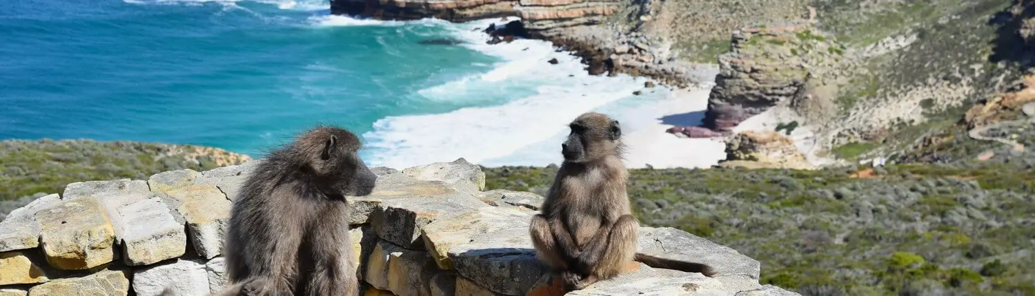 Baboons Cape of Good Hope
