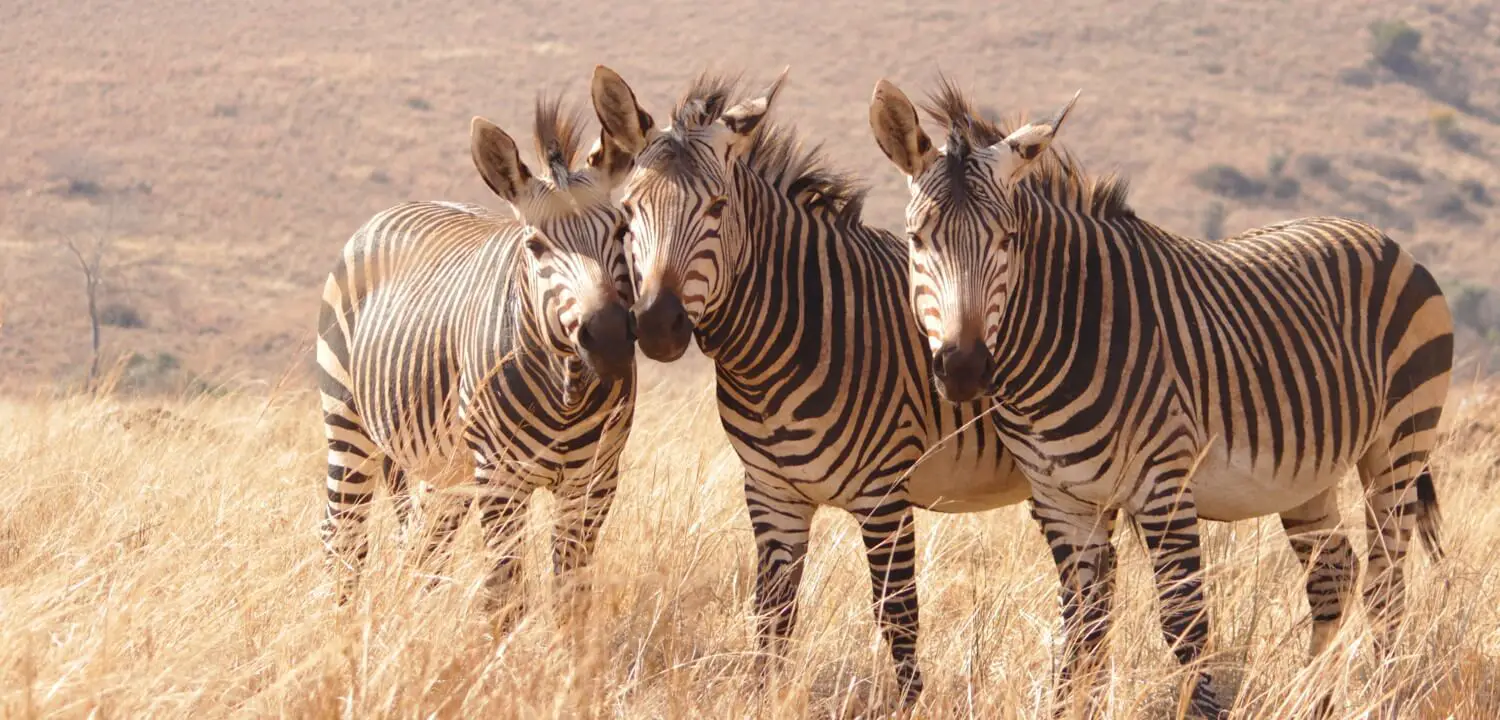 Zebras Cape of Good Hope